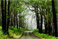 forest road with fog